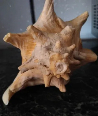 Grande Conchiglia Vintage come in Foto