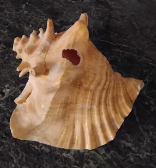 Grande Conchiglia Vintage come in Foto