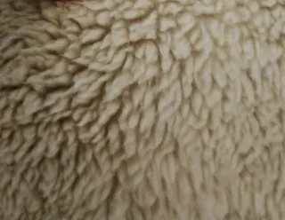 Sudadera crop Bershka pelillo beige S