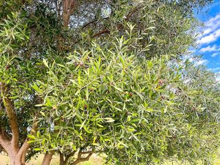 Terreno en venta en Torreblanca