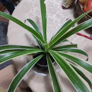 Pianta ragnetto (Chlorophytum comosum)