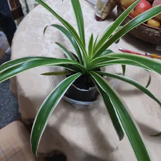 Pianta ragnetto (Chlorophytum comosum)