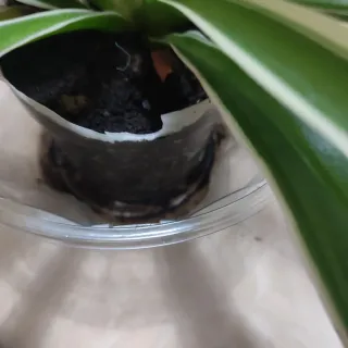 Pianta ragnetto (Chlorophytum comosum)