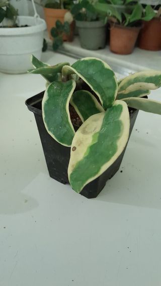 Hoya Krimson Queen pianta con foglie stupende