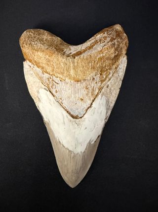 Diente Fósil Megalodon 16,5cm
