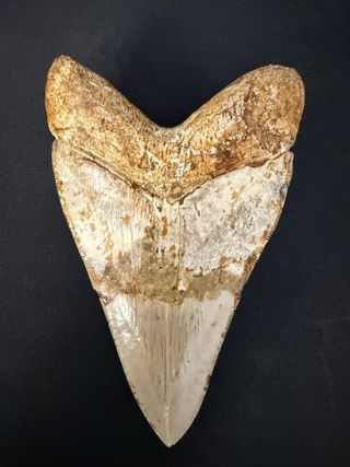 Diente Fósil Megalodon 16,5cm