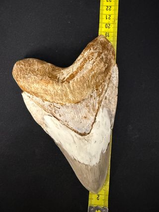 Diente Fósil Megalodon 16,5cm