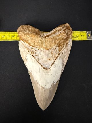 Diente Fósil Megalodon 16,5cm