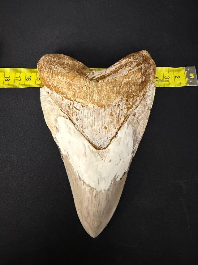 Diente Fósil Megalodon 16,5cm