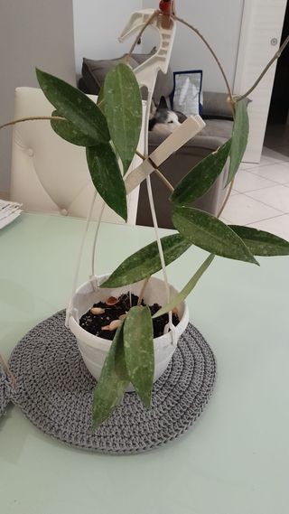 Pianta Hoya Kabri Provence rara