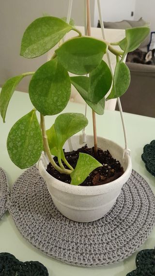 Hoya Pachyclada con foglie vellutate