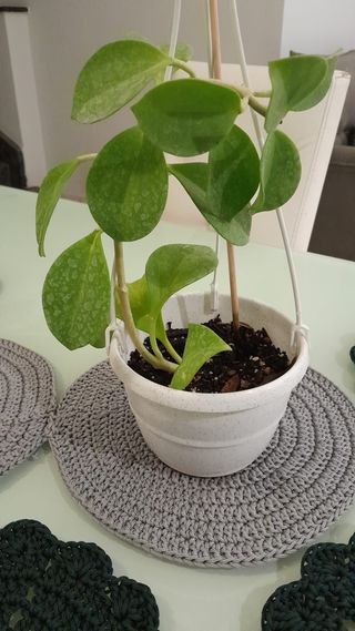 Hoya Pachyclada con foglie vellutate