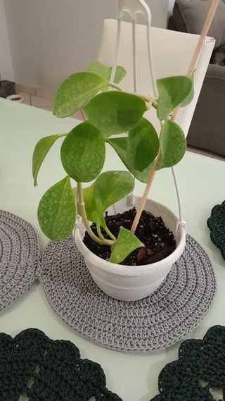 Hoya Pachyclada con foglie vellutate