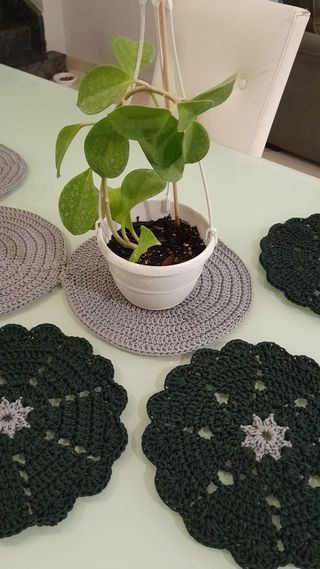 Hoya Pachyclada con foglie vellutate