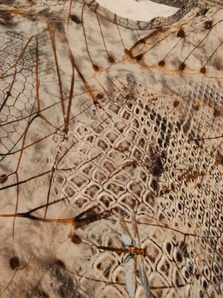 Camiseta manga larga 3/4 estampada