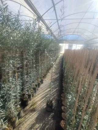 Olivo Hojiblanca