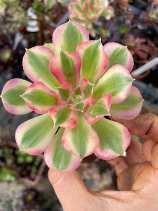 Aeonium Pink Witch succulenta variegata