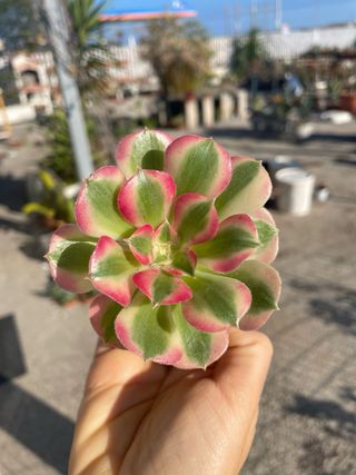 Aeonium Pink Witch succulenta variegata