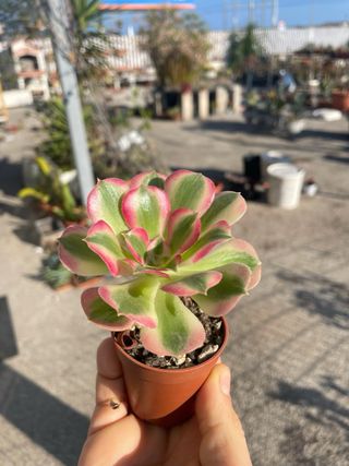 Aeonium Pink Witch succulenta variegata