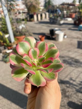 Aeonium Pink Witch succulenta variegata
