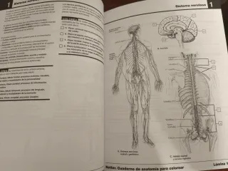 Netter Cuaderno de anatomía para colorear (2ª ed.)