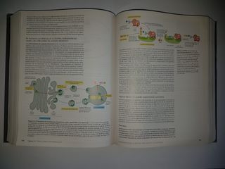 *BIOLOGIA MOLECULAR DE LA CELULA,4/ED.