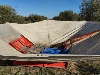 Paraguas recolector aceitunas