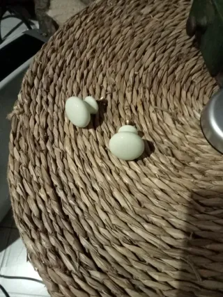 Manetas de latón más regalo