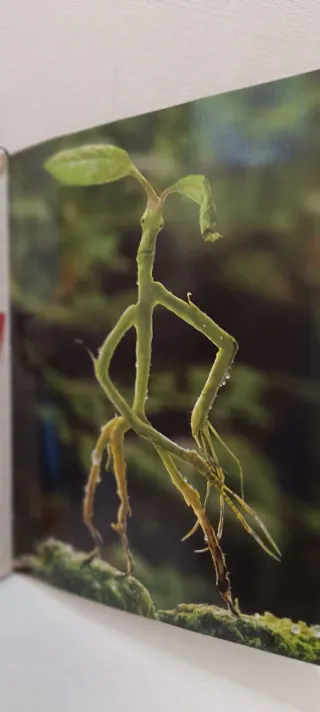 LIBRO El archivo de la magia: la magia de la pelíc