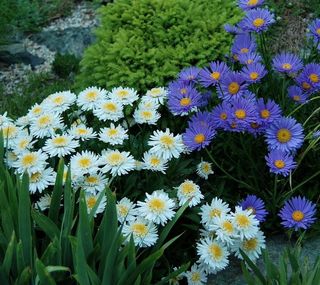 Aster alpino Piccole Stelle d’Autunno