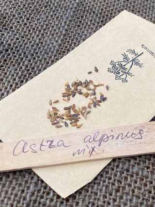 Aster alpino Piccole Stelle d’Autunno