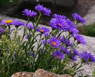 Aster alpino Piccole Stelle d’Autunno
