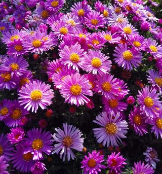 Aster alpino Piccole Stelle d’Autunno