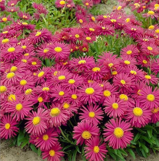 Aster alpino Piccole Stelle d’Autunno