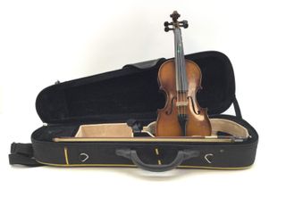 viola generico generico