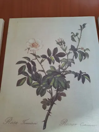 Set 3 quadretti con rose