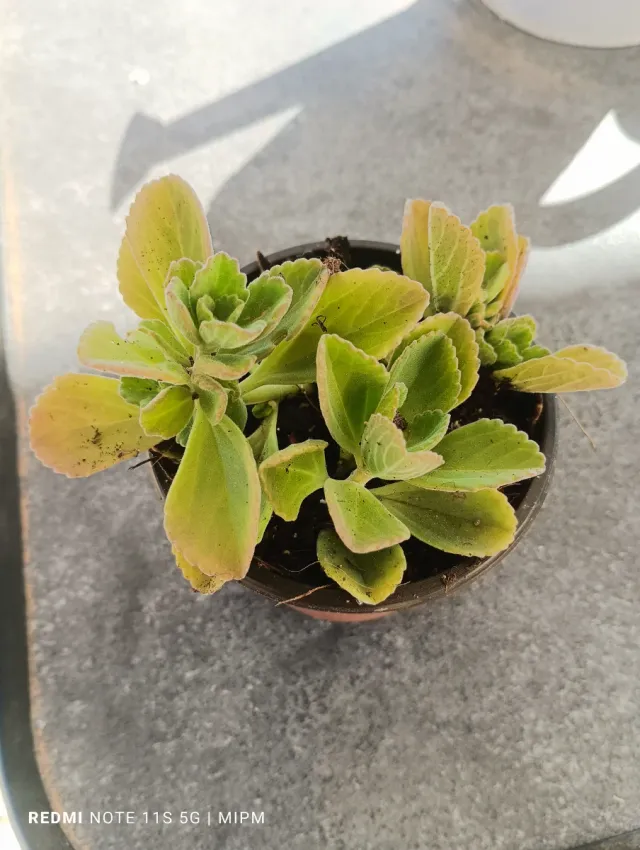 Mini Planta Plectranthus Orégano Cubano