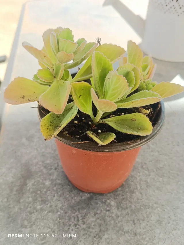 Mini Planta Plectranthus Orégano Cubano