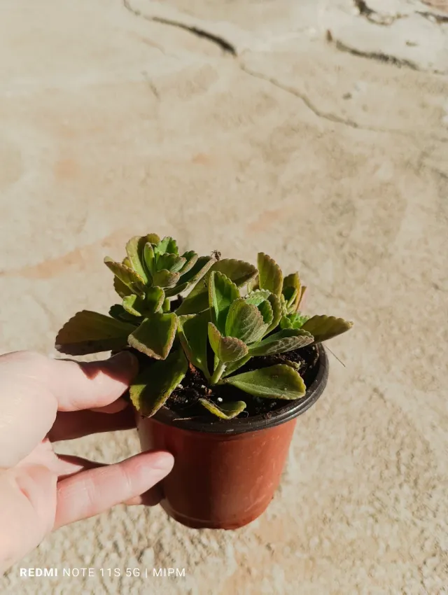 Mini Planta Plectranthus Orégano Cubano