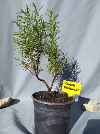 Prebonsai de Romero
