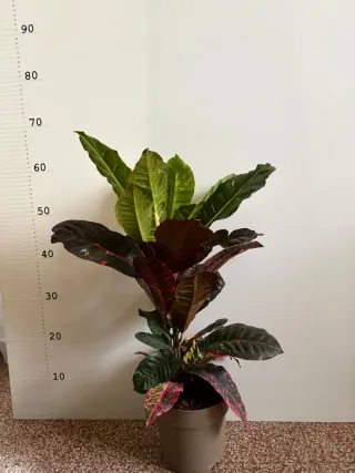 Pianta di Croton