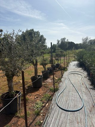 LIQUIDACION PLANATA MEDITERRANEA