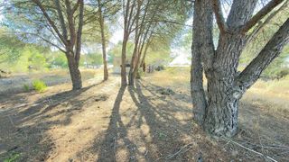 Terreno en venta en Almonte en Almonte