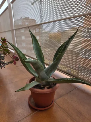 Planta Agave Suculenta