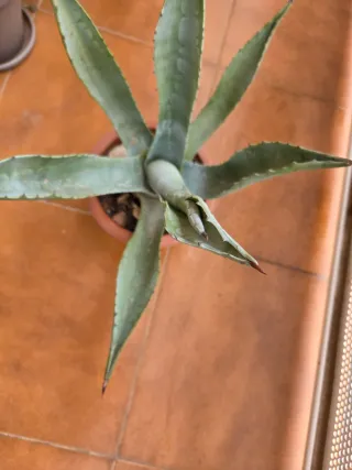 Planta Agave Suculenta