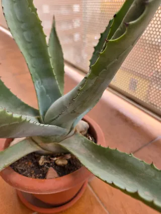 Planta Agave Suculenta