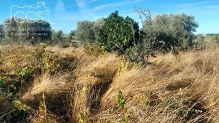 Terreno en venta en Almonte en Almonte