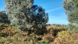 Terreno en venta en Almonte en Almonte