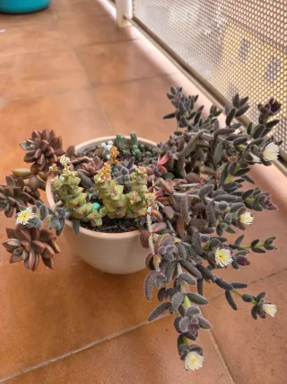 Plantas Suculentas Variadas Maceta