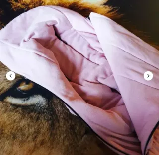 capota extensible y saco bugaboo camaleón3